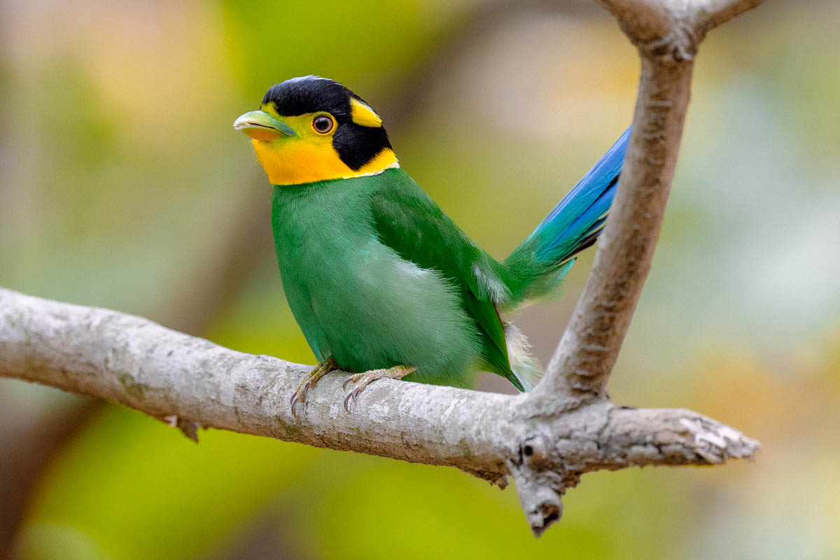 wildgirish's tweet image. The broadbill looks like it walked out of a dream. Bright colours. Bold shape  💛 💚 🖤  #IndiAves 
A bird you spot once and remember for years. I saw one in the soft morning light and it felt like a tiny spark in the trees. Pure magic  🎩

If you love rare moments and strong…