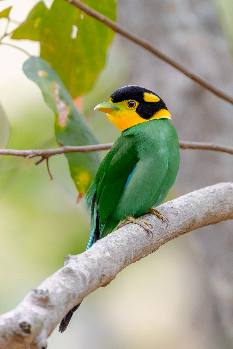 wildgirish's tweet image. The broadbill looks like it walked out of a dream. Bright colours. Bold shape  💛 💚 🖤  #IndiAves 
A bird you spot once and remember for years. I saw one in the soft morning light and it felt like a tiny spark in the trees. Pure magic  🎩

If you love rare moments and strong…