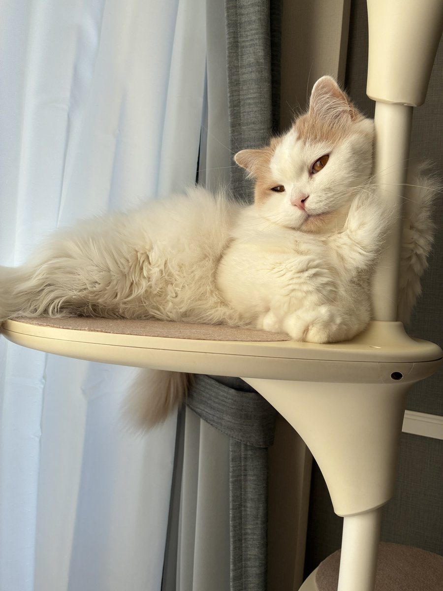 goldsuco's tweet photo. ふわふわのふかふかです https://t.co/qskxUjjbK4