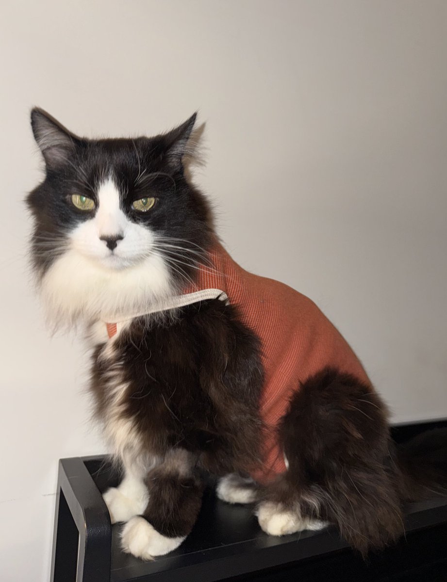 Neko_Manekito's tweet image. Do I look like I had a surgery only 5 days ago? 😼 — Umi, tuxedo cat. #splenectomy #tuxedocat