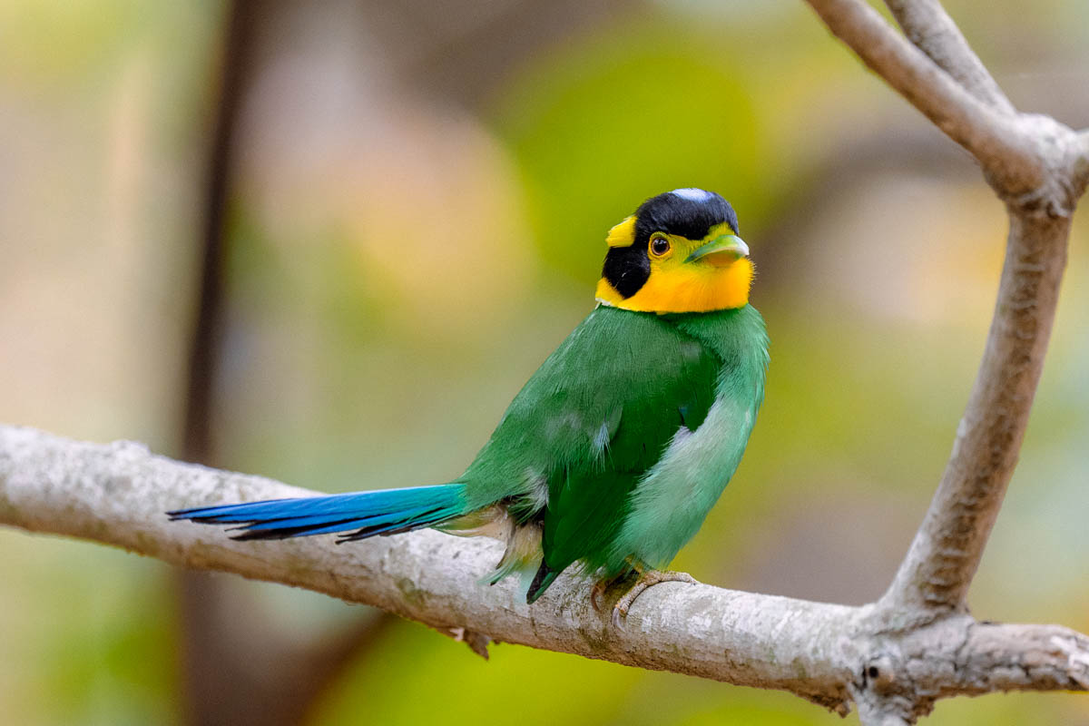 wildgirish's tweet image. The broadbill looks like it walked out of a dream. Bright colours. Bold shape  💛 💚 🖤  #IndiAves 
A bird you spot once and remember for years. I saw one in the soft morning light and it felt like a tiny spark in the trees. Pure magic  🎩

If you love rare moments and strong…
