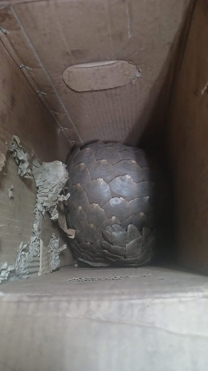 SAPoliceService's tweet image. #sapsWC Flying Squad vigilance along provincial entry and exit routes led to the arrest of two men for possession of an endangered species near Prince Albert in the Central Karoo.

On 17/11, members at a VCP on Prince Albert Road stopped a Hyundai and, during a search, found a…