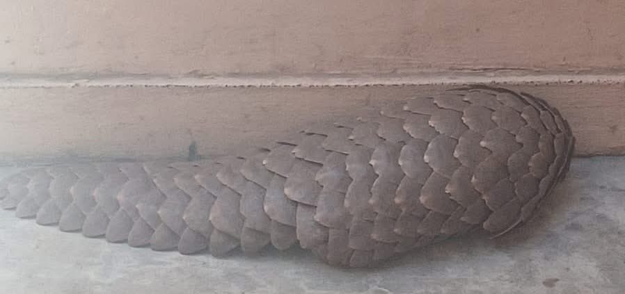 SAPoliceService's tweet image. #sapsWC Flying Squad vigilance along provincial entry and exit routes led to the arrest of two men for possession of an endangered species near Prince Albert in the Central Karoo.

On 17/11, members at a VCP on Prince Albert Road stopped a Hyundai and, during a search, found a…