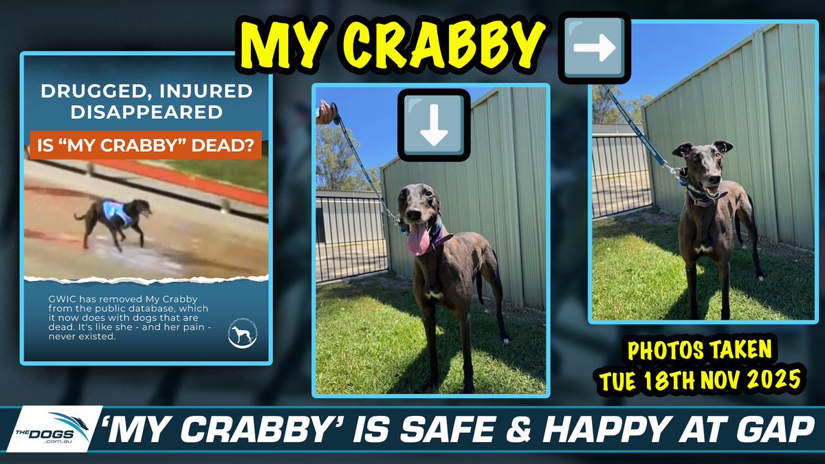 Thedogs_com_au's tweet photo. The Dogs are aware of a recent CPG post stating that an injured dog had “disappeared” and asking if she was “dead.” 

To clarify: 'Crabby' (formerly ‘My Crabby’) is happy, healthy, and receiving care at the @GAPNSW Western Sydney facility. ❤️

She did sustain an injury, but is recovering well and preparing for her life as a pet on someone’s couch. 

We shared this update (and photos) with CPG and appreciate their acknowledgment, and await their correction.

🦀 'Crabby' will be available for adoption soon – please visit https://t.co/rhIqBlVIu8 for details, and we'll update our socials when she is ready! 🥰

#thedogs