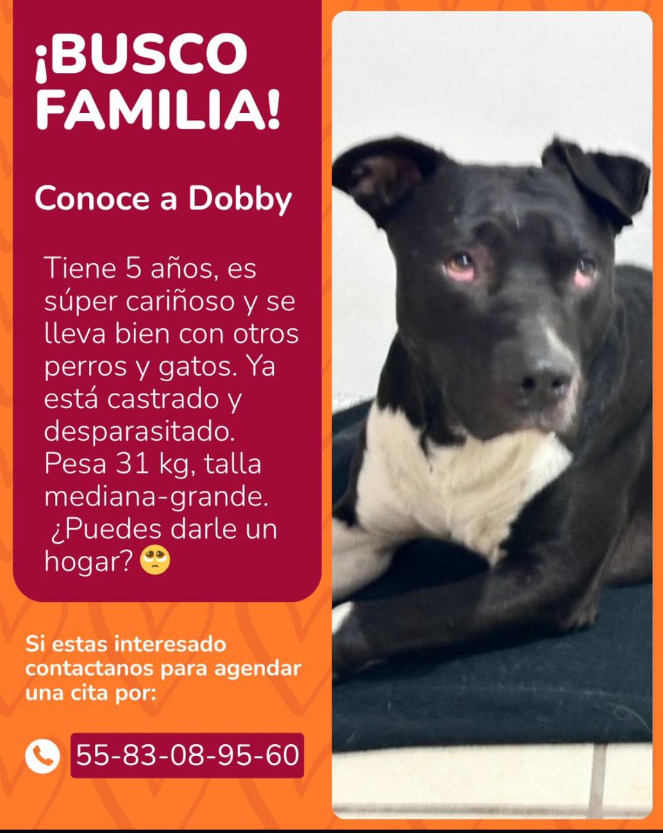 FundacionToby's tweet image. 📣 Se busca adoptante!!

Hagamos máxima difusión por Dobby, merece un hogar que lo ame para siempre 🙏