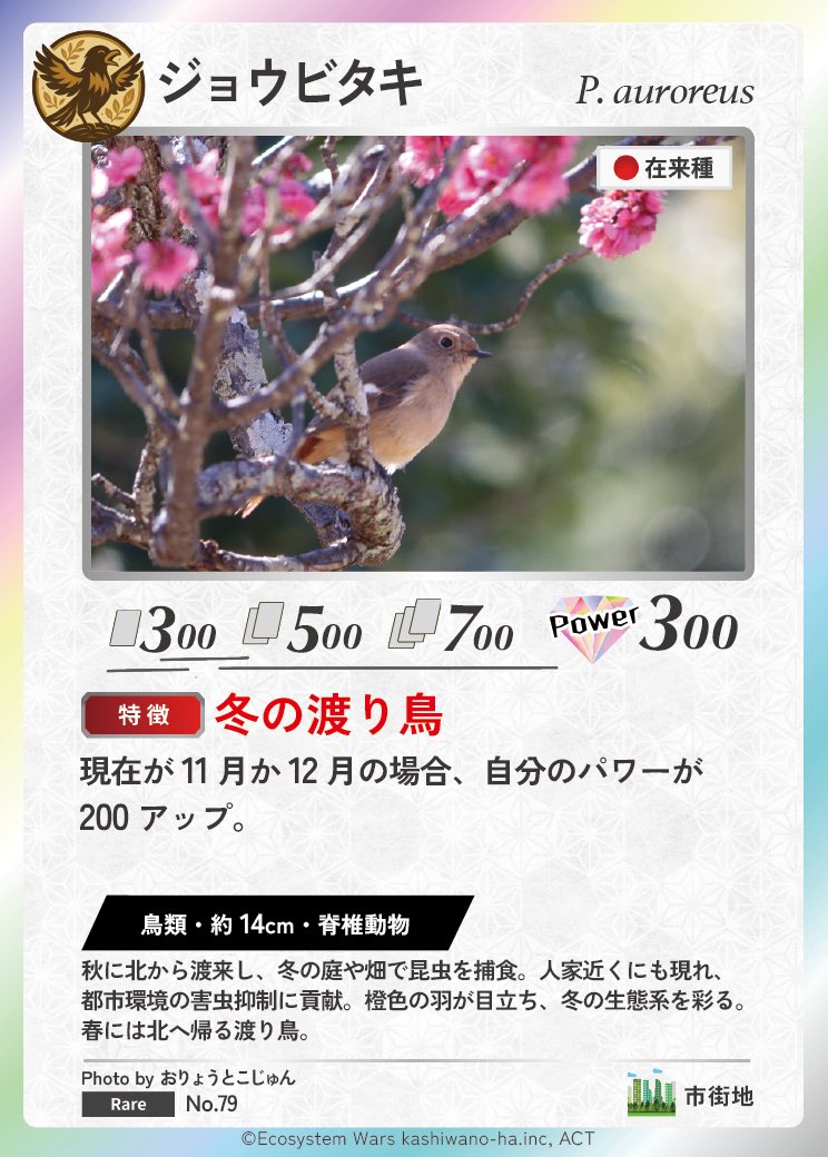 Ecosystem_Wars's tweet image. 🕊️❄️生態系ウォーズ カード化フォトコンテスト✨
🎉入賞おめでとうございます🎉

カード名は「ジョウビタキ」🌸
秋になると北から渡ってくる、冬の庭のメッセンジャー。
橙色の羽がよく目立ち、昆虫を探して畑や住宅地にも姿を見せます。…