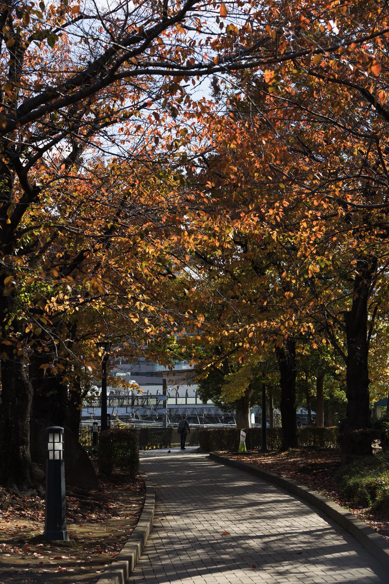 namiheyphoto's tweet image. 寒空の下。

#Canon
#eosr6mark2