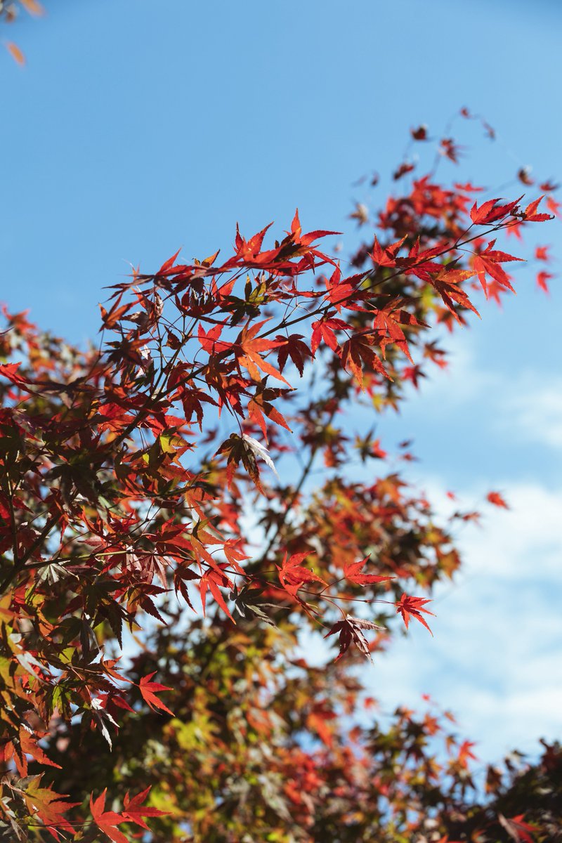 namiheyphoto's tweet image. 寒空の下。

#Canon
#eosr6mark2