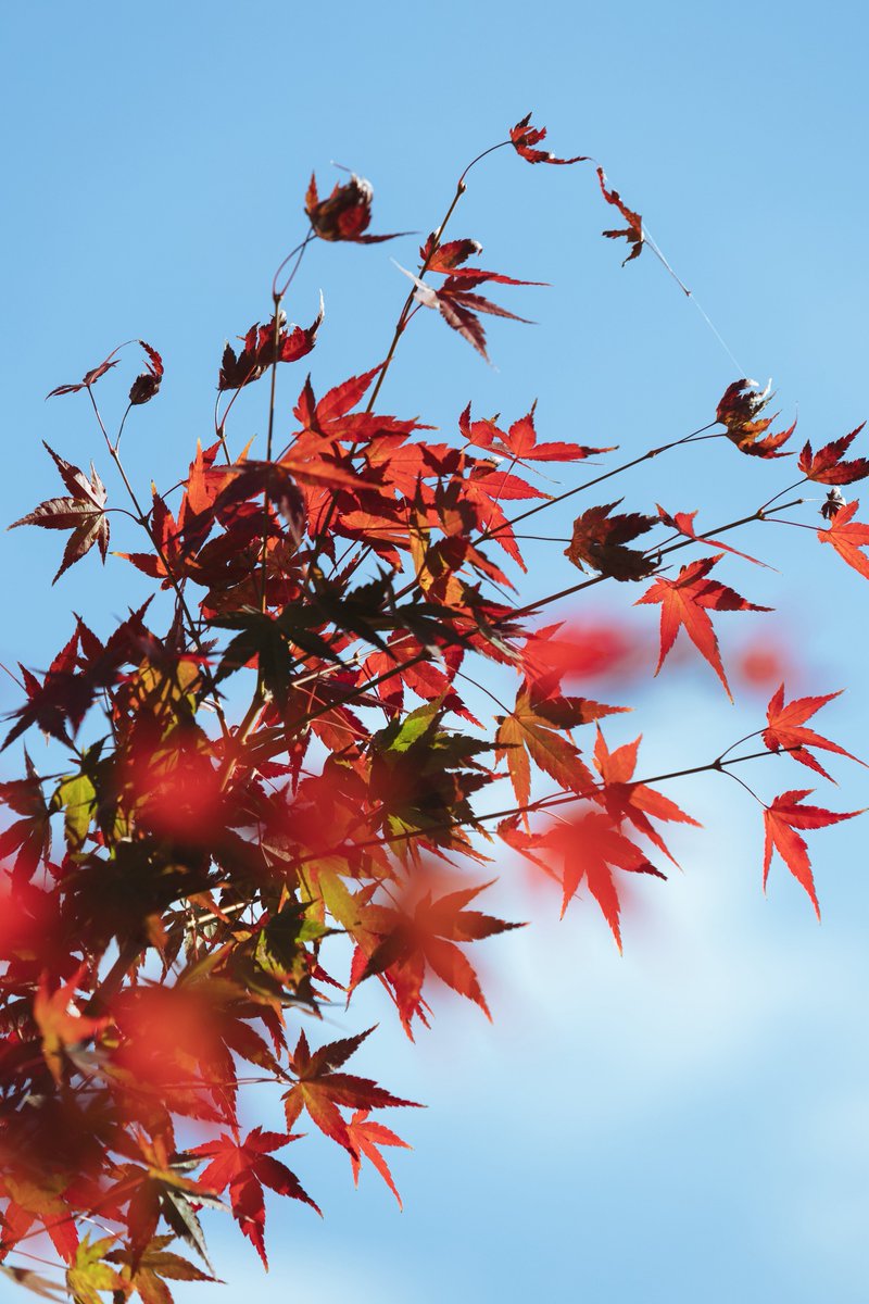 namiheyphoto's tweet image. 寒空の下。

#Canon
#eosr6mark2