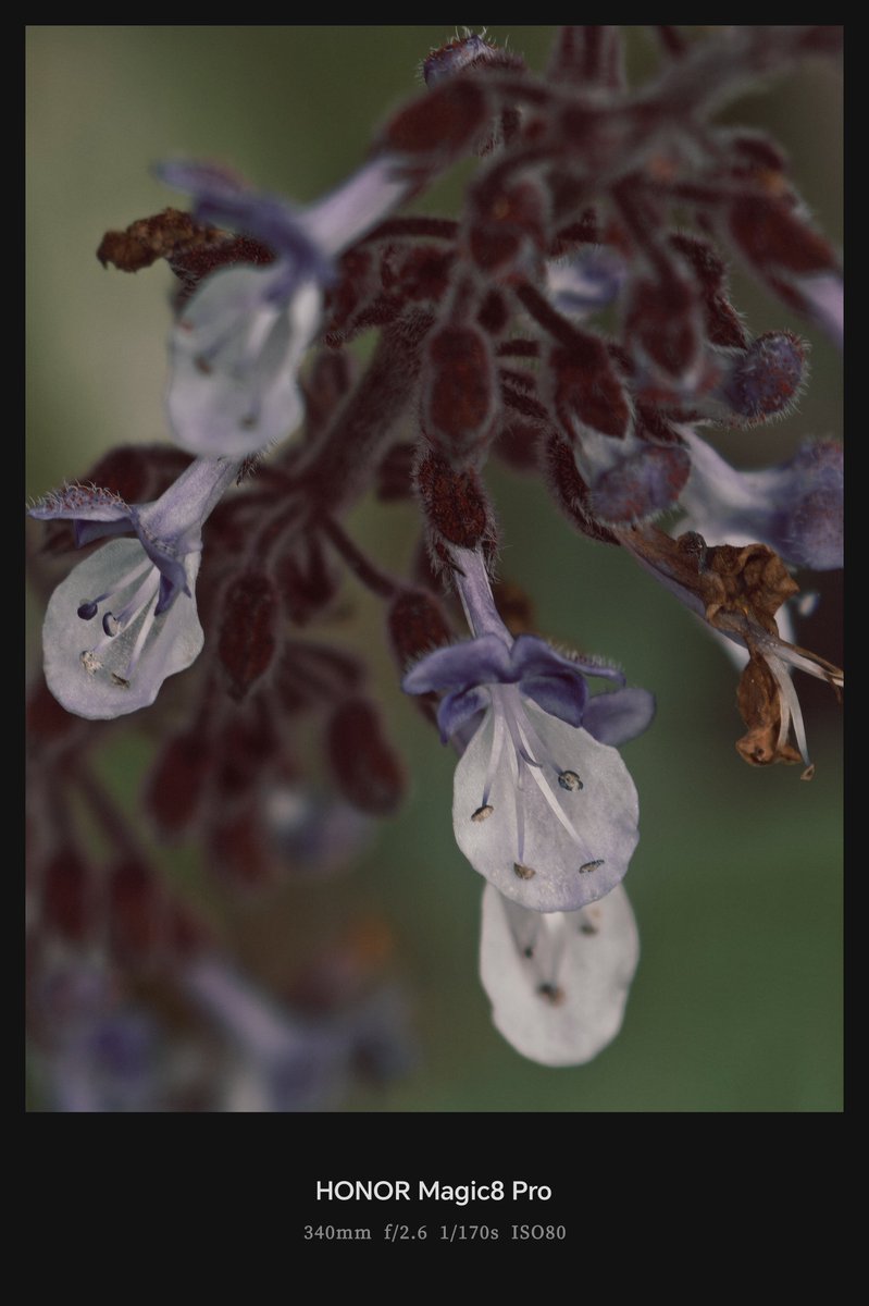 Frankforphones's tweet image. Honor Magic 8 Pro 15x

Very different uses but good results! 💯

This phone is adding to my shooting experience 😍 

#HonorMagic8Pro
#streetphotography #shotonsnapdragon #HonorMagic8series