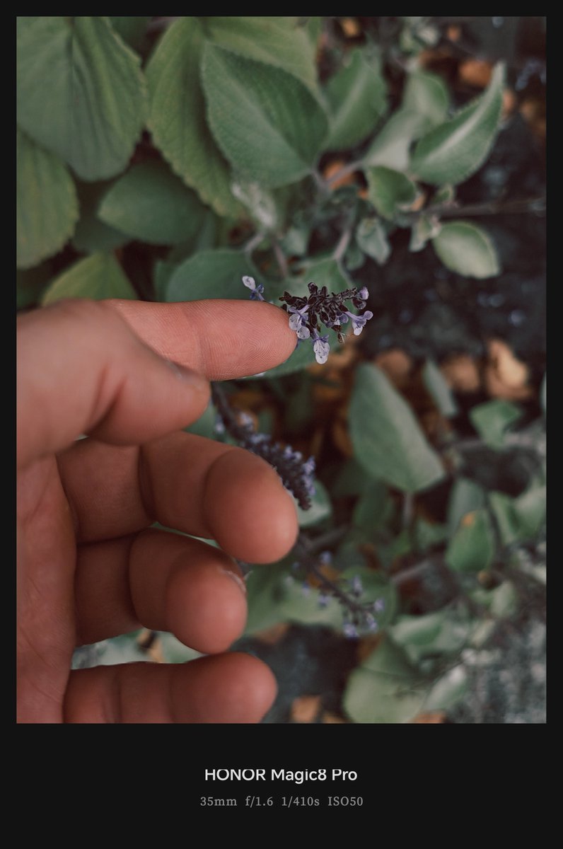 Frankforphones's tweet image. Honor Magic 8 Pro 15x

Very different uses but good results! 💯

This phone is adding to my shooting experience 😍 

#HonorMagic8Pro
#streetphotography #shotonsnapdragon #HonorMagic8series