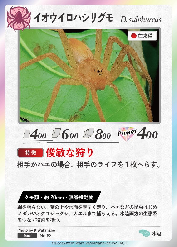 Ecosystem_Wars's tweet image. 🕷️⚡生態系ウォーズ カード化フォトコンテスト✨
🎉入賞おめでとうございます🎉

カード名は「イオウイロハシリグモ」🌿
網を張らず、葉や水面を素早く走り回って獲物を追う。

写真には、赤ちゃん蜘蛛もみられます👀…