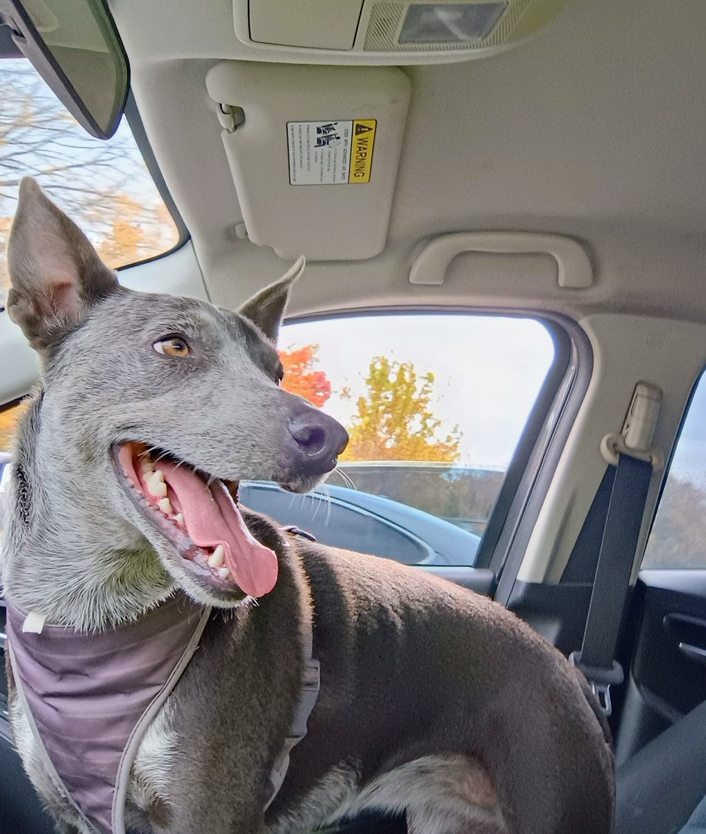 monad1010's tweet image. Fall in Tulsa.