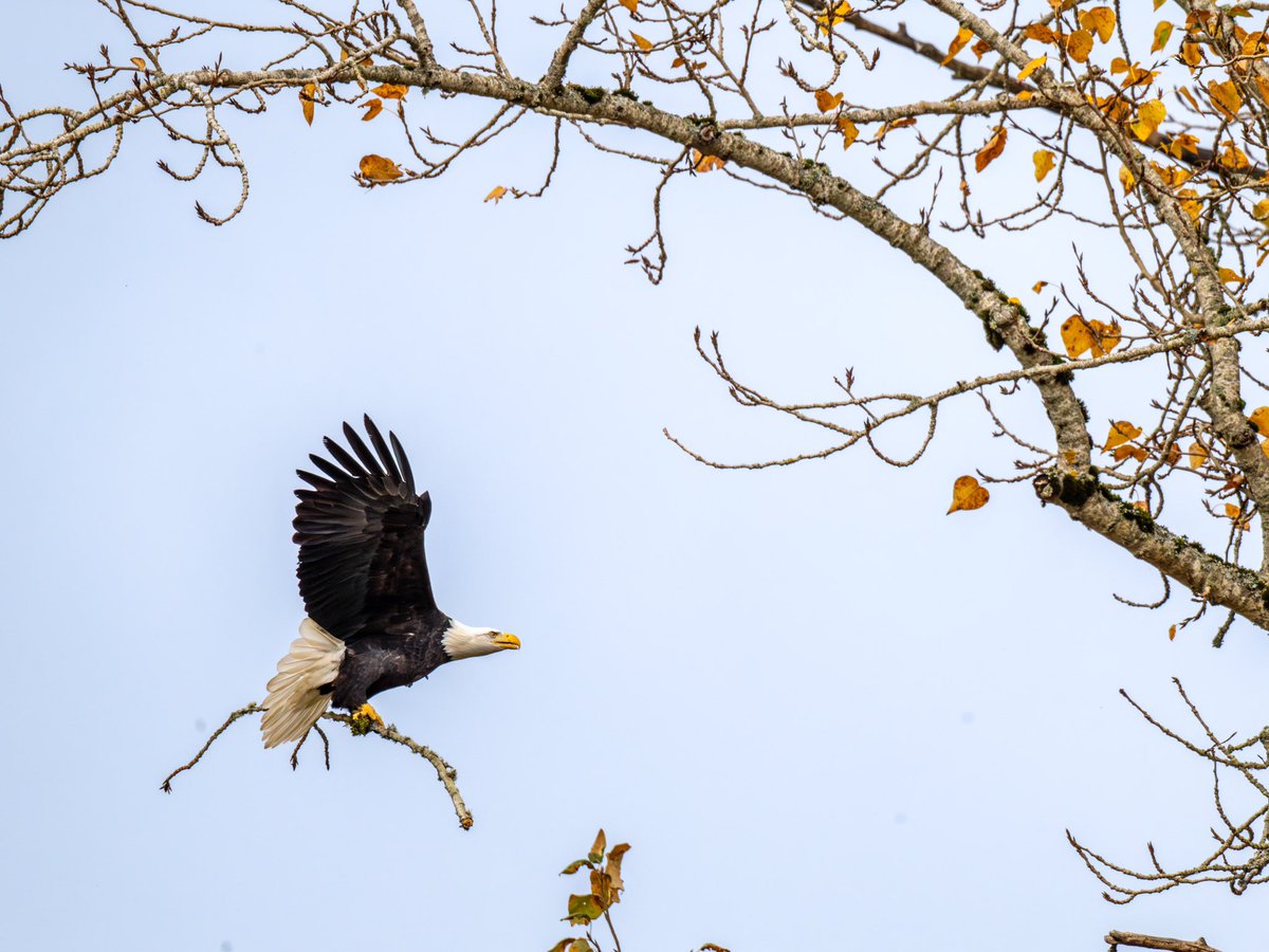 Bald Eagle
Nest building