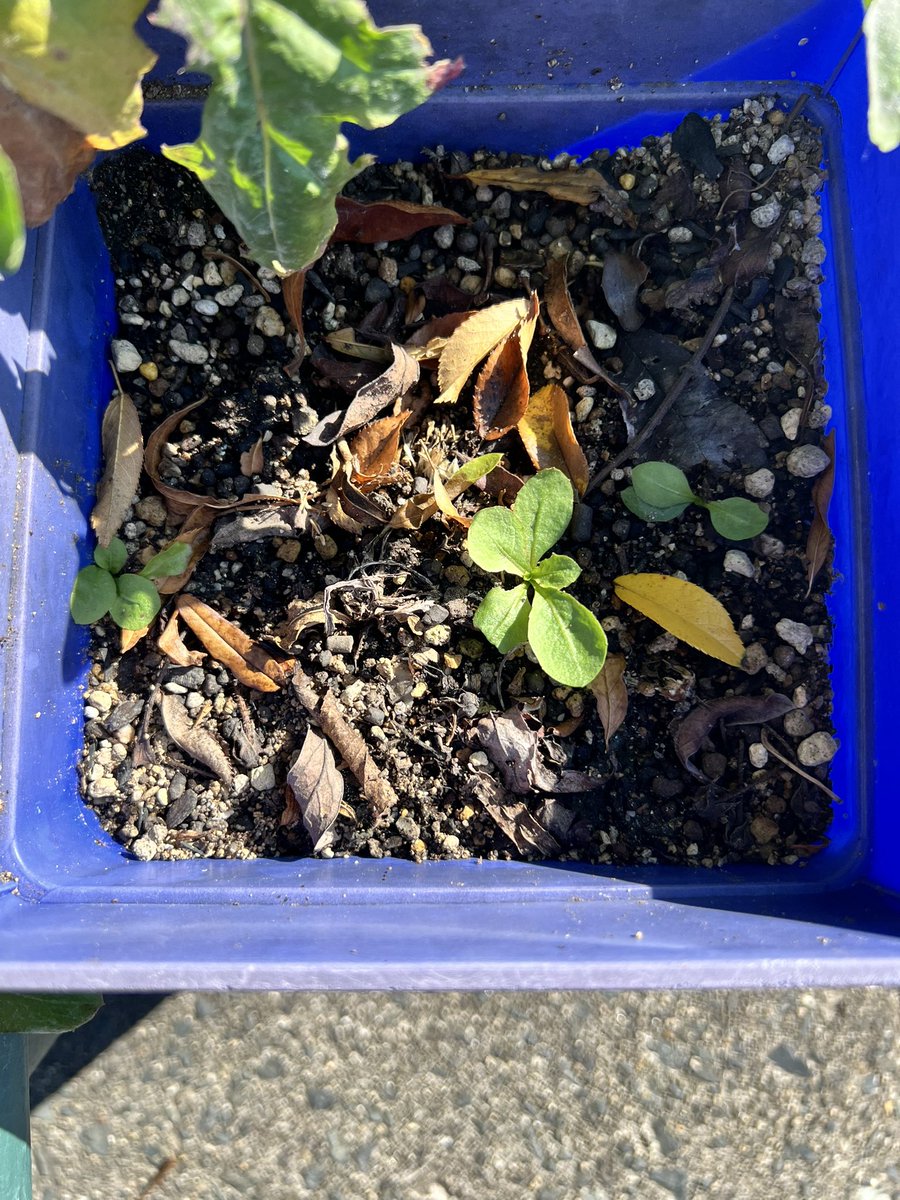 ❤️タンポポ様❤️ たんぽぽ🌼 (@213tanpopo) / Posts / X