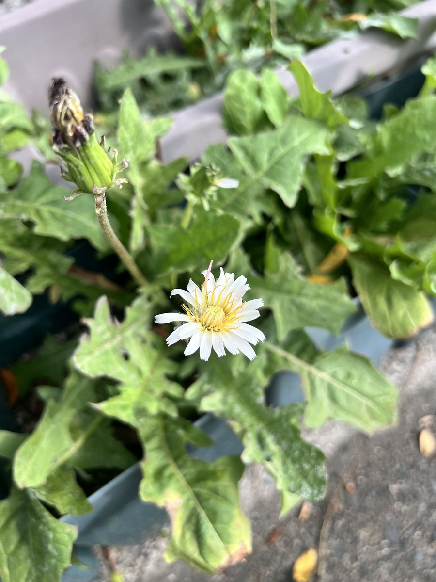 シロバナタンポポ