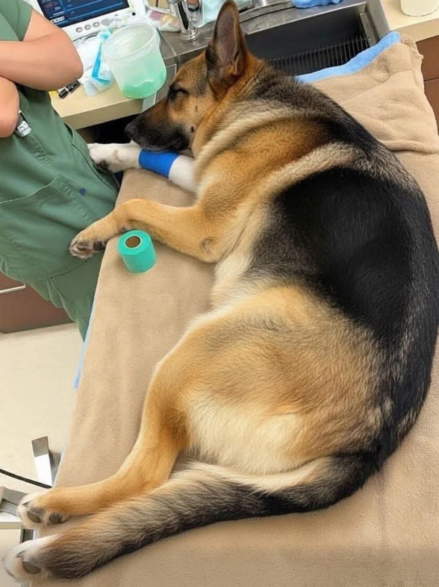 MrPitbull07's tweet image. Story: I don’t even know where to start… my hands are still shaking.
Today, I had to say goodbye to my closest companion — my German Shepherd, my shadow, my heart. 💔🐾

For weeks, I could see him getting tired.
That quiet heaviness in his eyes… the slow steps… the way he’d…