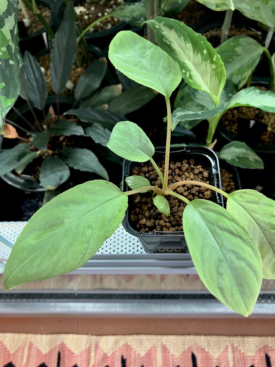 iMac (@mac_iha) / Posts / X