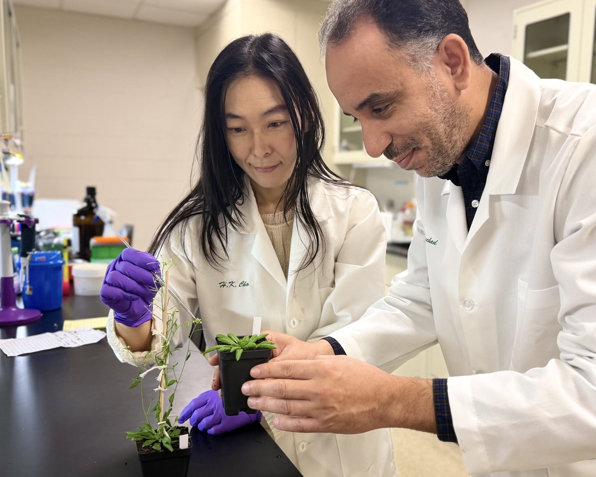 michiganstateu's tweet image. How does a plant decide when to flower? New research from @MSU_PRI uncovered the molecular mechanism that allows plants to delay flowering when nutrients are low, a survival strategy that could inspire new ways to breed crops.