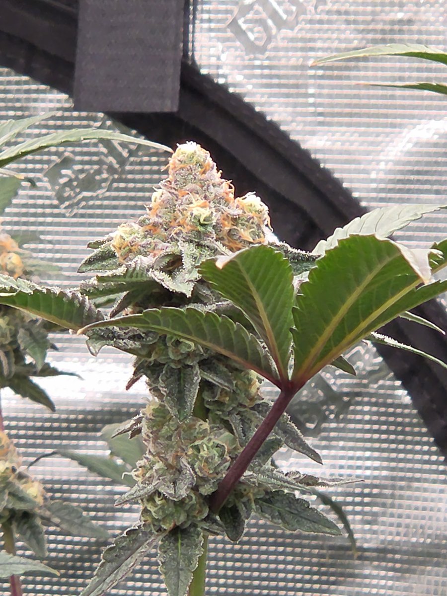 Tiger Autoflower Seeds tweet media