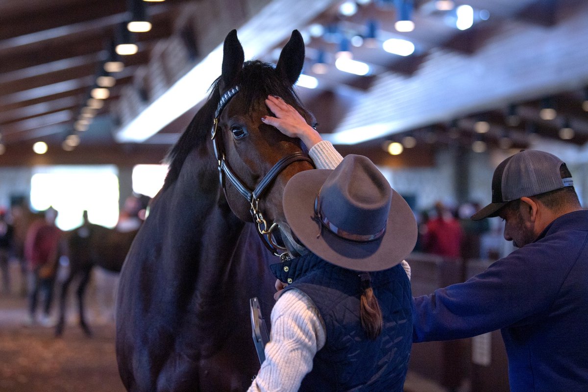 jillgordon91's tweet image. Lots of horses &amp;amp; good days recently…