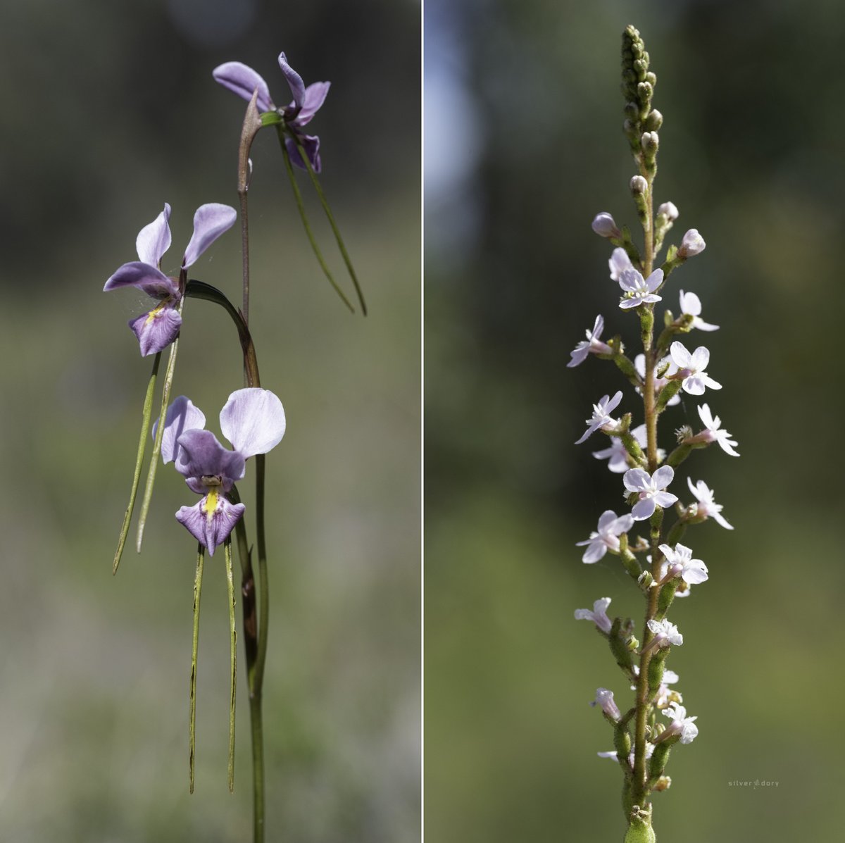 Silver Dory tweet media