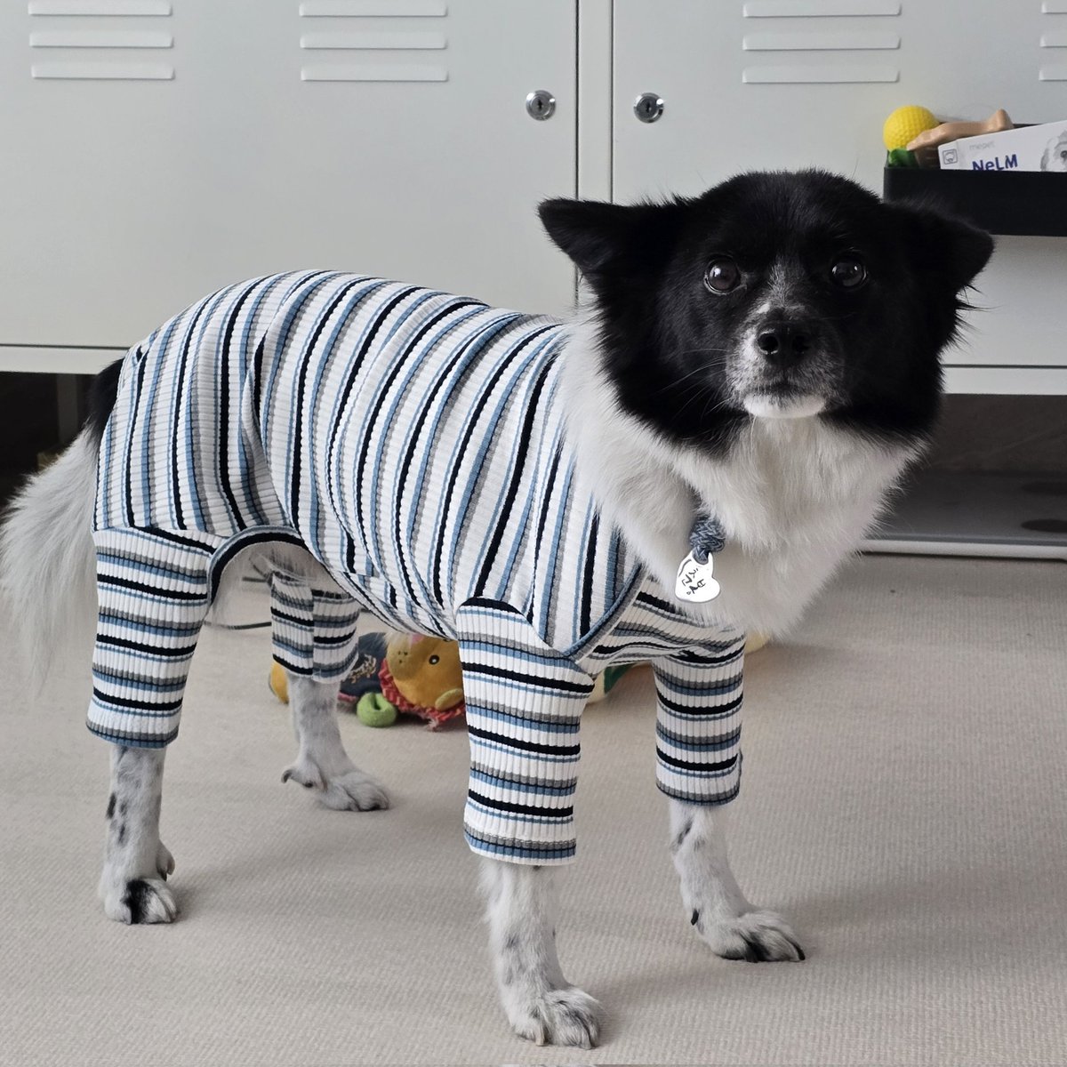 Chunbong_zip's tweet image. 첫 올인원이 너무 어색해서 얼어버린 강아