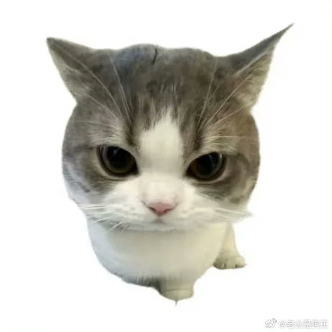 caolemeng's tweet image. ₍˄·͈༝·͈˄*₎◞ ̑̑