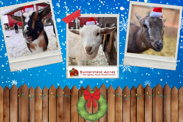 Butterfield Acres tweet media