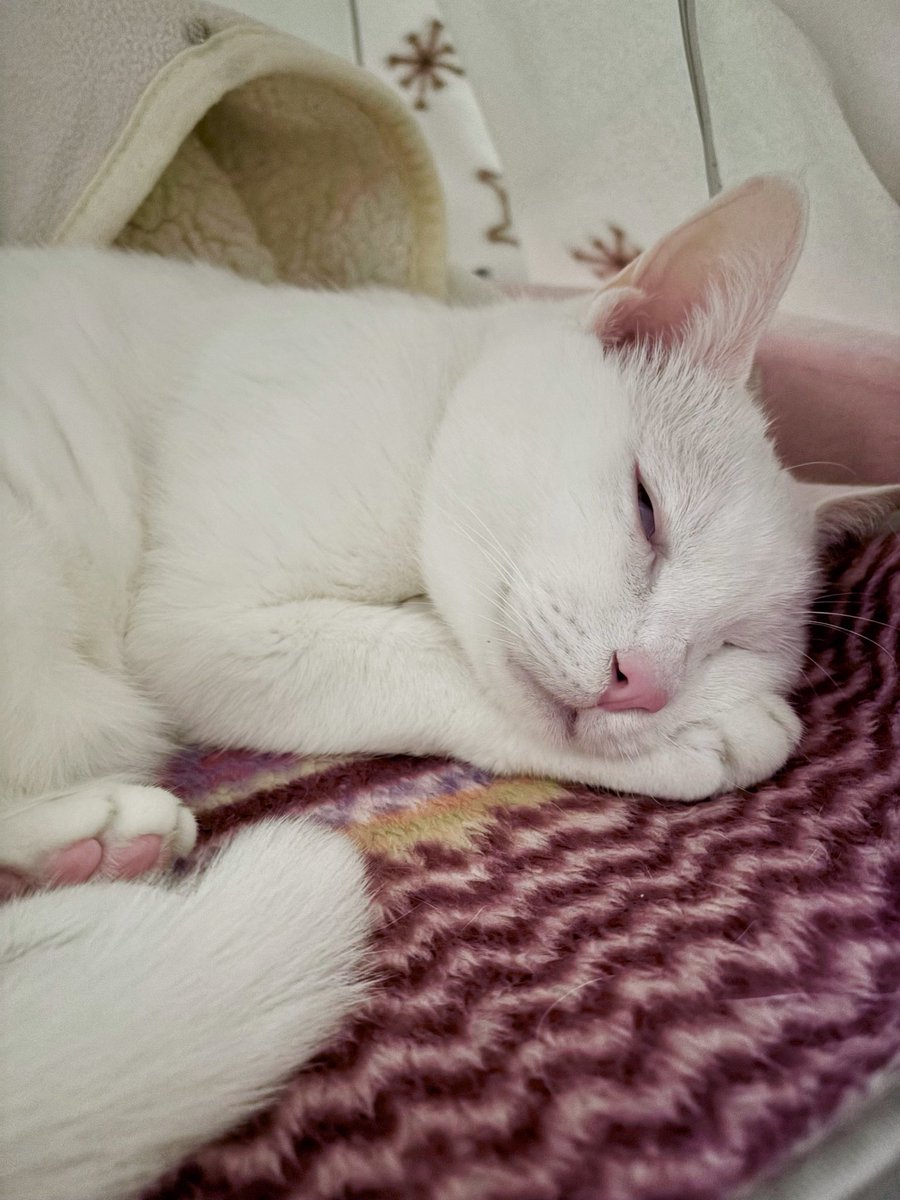 ホカペテント🎪を覗いたら
気持ちよさそうに寝てた♡

……よく見たら白目剥いてた‼︎

#睡曜日
#猫のいる暮らし　#猫のいる幸せ
#猫　#猫好きさんと繋がりたい