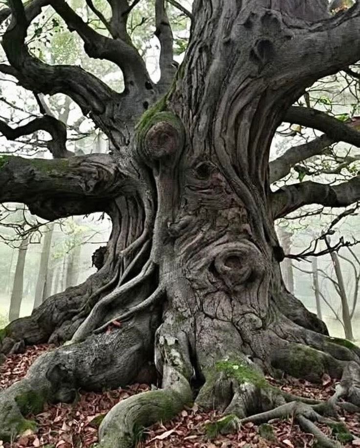 ksartsy's tweet image. Practicing some art ref.
#nature #tree #artreference #traditionalart #traditionaldrawing #sketchbook #penonly #nopencil #doodle #quicksketch #practice