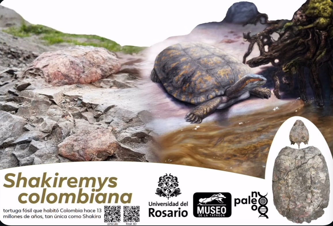 Shakiremys colombiana, así fue nombrada una tortuga fósil en honor a @Shakira por Edwin Cadena en Colombia. 🇨🇴 👏🏻

instagram.com/reel/DRNUz-TgT… 

Link artículo  onlinelibrary.wiley.com/doi/10.1002/sp…

Fósil 3D lumalabs.ai/capture/724048…