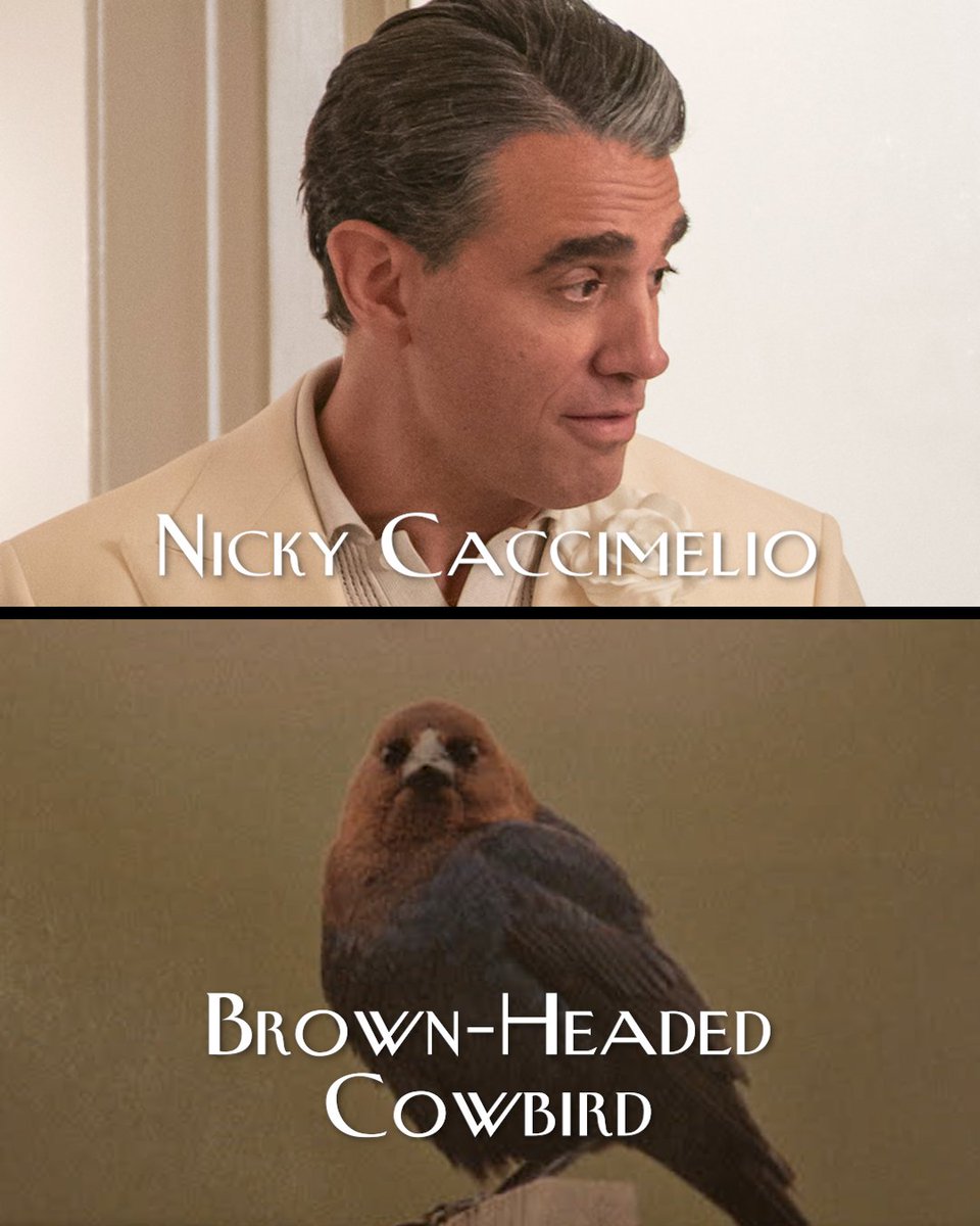 OnlyMurdersHulu's tweet image. Take a peek inside Lester&apos;s ledger. 👀🐦‍⬛ #OMITB