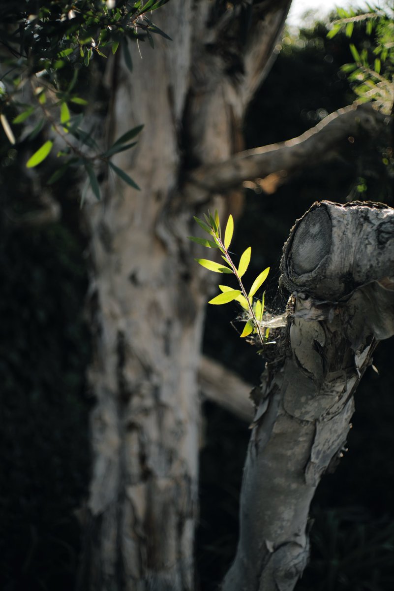 Null_Case's tweet image. 雨后摸鱼🌚

SMC Pentax-FA 1:1.9 43mm Limited
Filter: TEAL
#null树洞