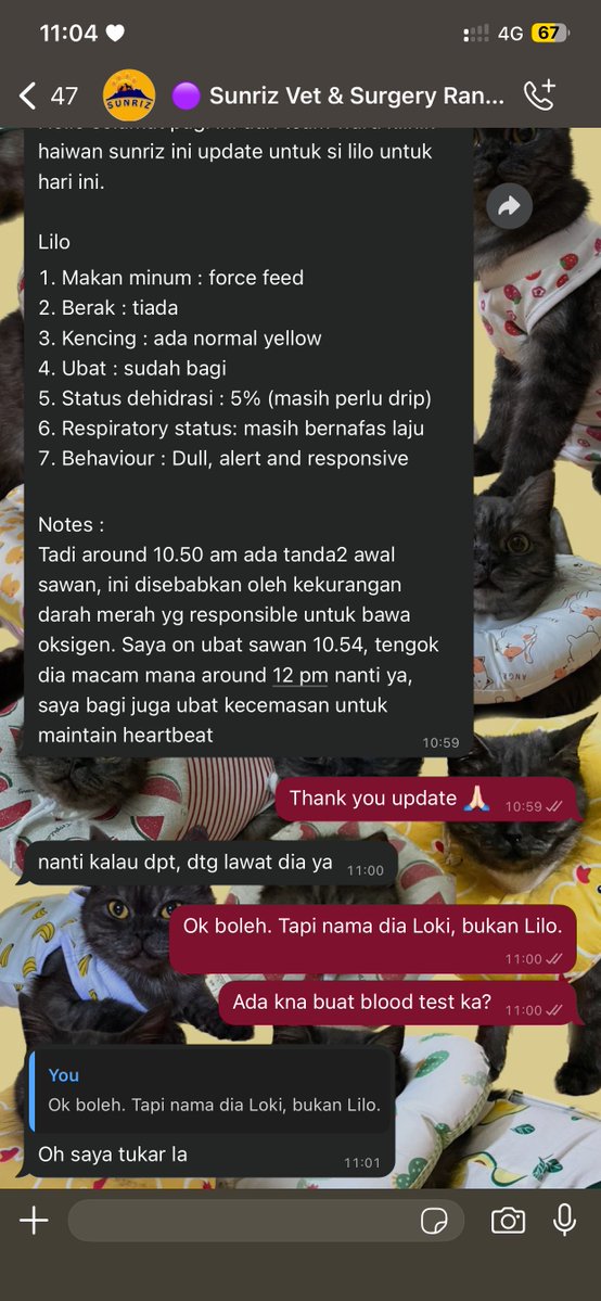 Depo payment sy bayar kemarin utk Loki dan status keadaan Loki pagi ni. 😔 Bkin risau betul. Sbb xtau yg lain di rmh mcm mana sbb semua berkutu jg. Cuma sy harap tidak separah Loki.