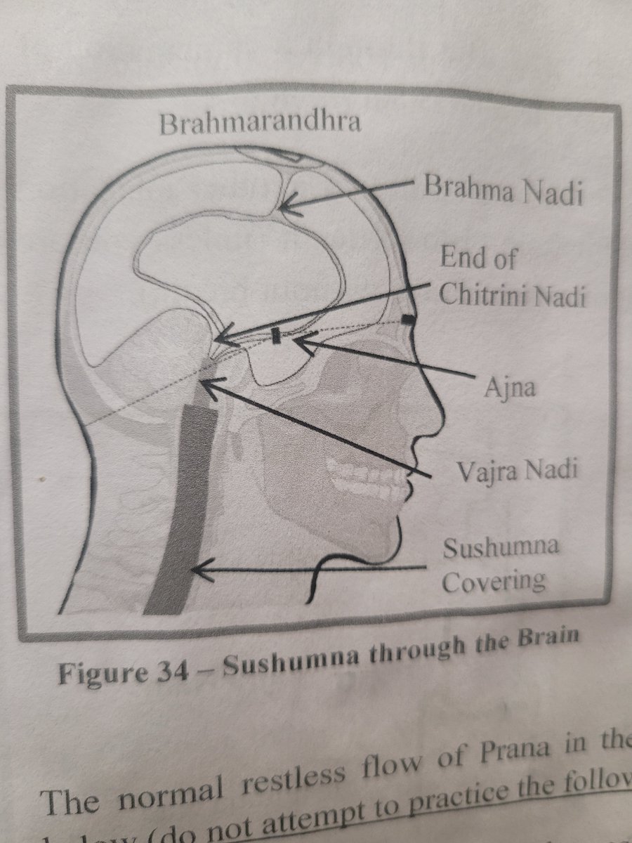 CosmicSyne75337's tweet image. ✨️ 3rd Eye and our 'Spiritual Antenna' ✨️

#Ajna #3rdeye #Bindu #esoteric #nadi