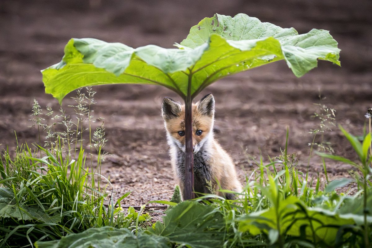TAK17246558's tweet image. コロポックルな子ギツネさん