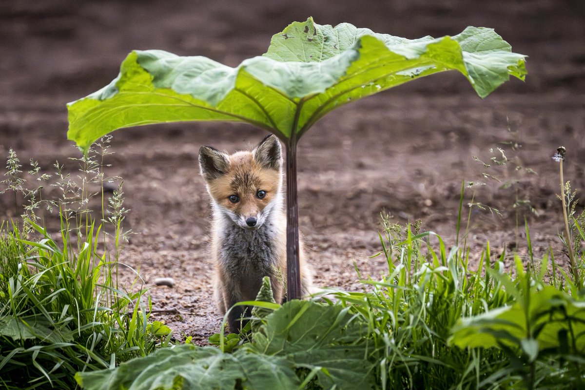 TAK17246558's tweet image. コロポックルな子ギツネさん