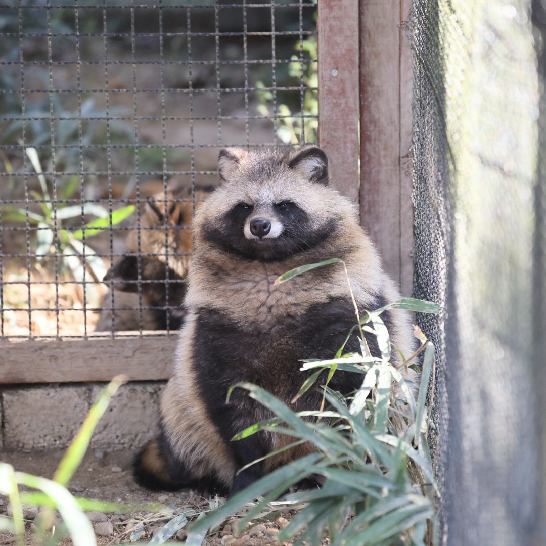 higashiyama5555's tweet image. すごい巨大タヌキの大五郎✨

#のんほいパーク 　＃ホンドタヌキ