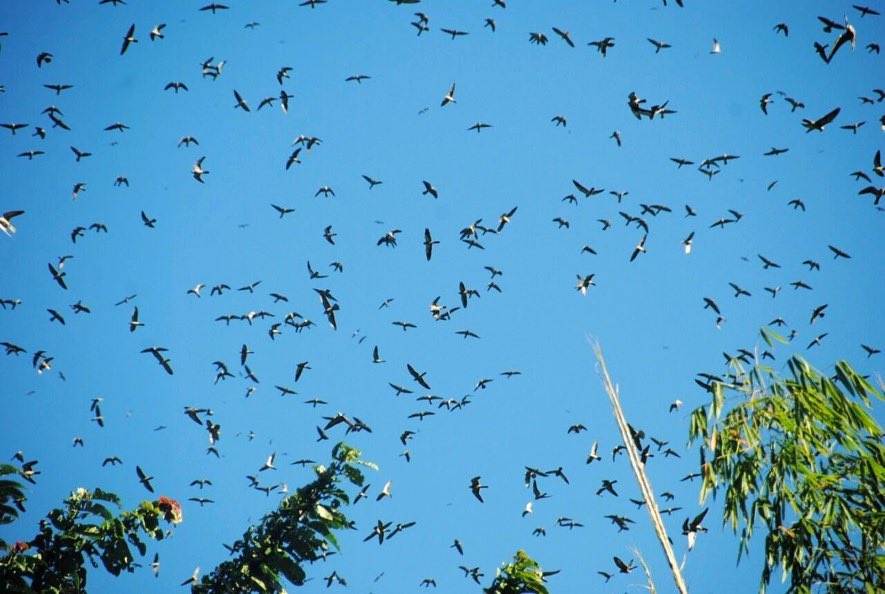 rameshpandeyifs's tweet image. Amur falcons are in news again. They have started reaching Nagaland, Manipur and Arunachal Pradesh.

They fly from China to South Africa via India, covering about 20,000 km in one way. 

In this stop over they refuel themselves by preying on termites that emerge around this time.…