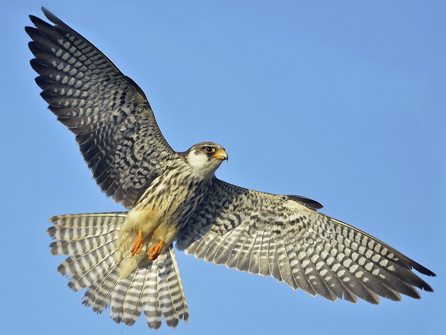 rameshpandeyifs's tweet image. Amur falcons are in news again. They have started reaching Nagaland, Manipur and Arunachal Pradesh.

They fly from China to South Africa via India, covering about 20,000 km in one way. 

In this stop over they refuel themselves by preying on termites that emerge around this time.…