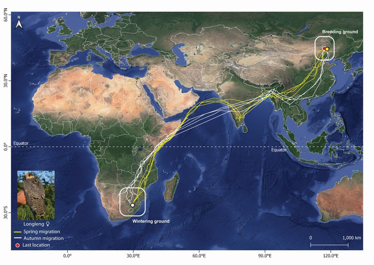 rameshpandeyifs's tweet image. Amur falcons are in news again. They have started reaching Nagaland, Manipur and Arunachal Pradesh.

They fly from China to South Africa via India, covering about 20,000 km in one way. 

In this stop over they refuel themselves by preying on termites that emerge around this time.…
