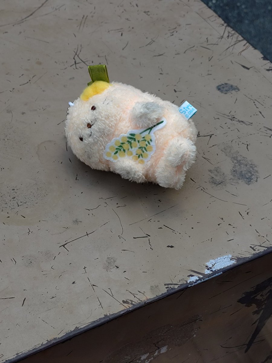 Yoh_Yasushi's tweet photo. 生田ロードの入り口付近に、おちてました。
しろたんです。
地面に落ちていたので、高いところにおいておきました。 https://t.co/2WS1JgBiKC