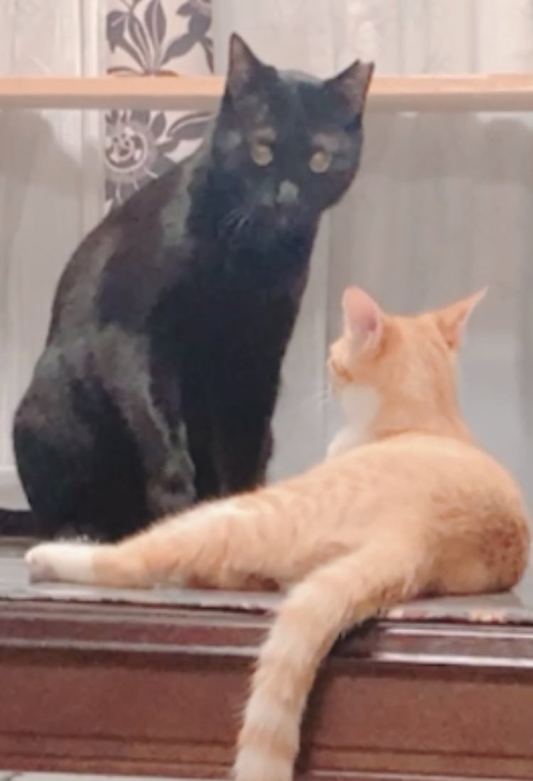 mof_u3u_s2's tweet image. 寒くなると突然現れる眉毛
これすんんんんごい大好き
可愛いすぎる🫶🏻💖
みなさんの眉毛にゃんちゃんも見てみたい(ㆆ_ㆆ)絶対に可愛い

 #猫好きさんと繋がりたい #猫がいる暮らし #猫がいる幸せ #ララきゅん #猫眉毛