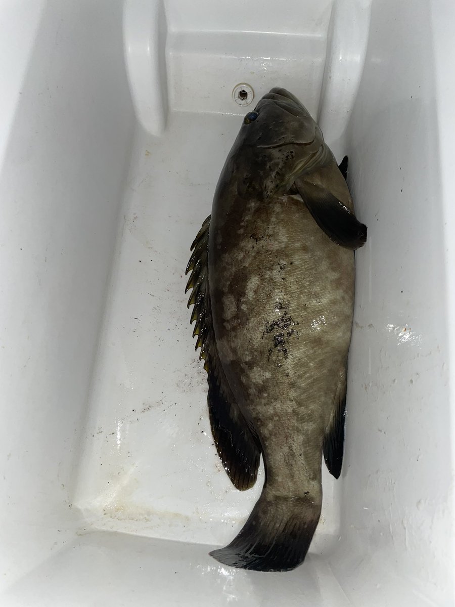 egiparapa's tweet photo. 久々の堤防クエ釣りで🎣
5.6キロの真クエゲットしました〜
釣り開始早々から舞い込んで、針が小さくすっぽ抜けたので、大きめの南方強者に付け替えて1.2分後舞い込んで見事釣れました🐟👍 https://t.co/Xbzywv4qPC