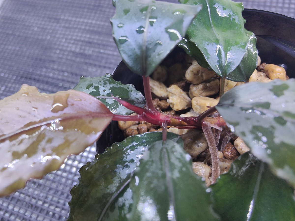 キボーデコ (@kiboudeko) / Posts / X