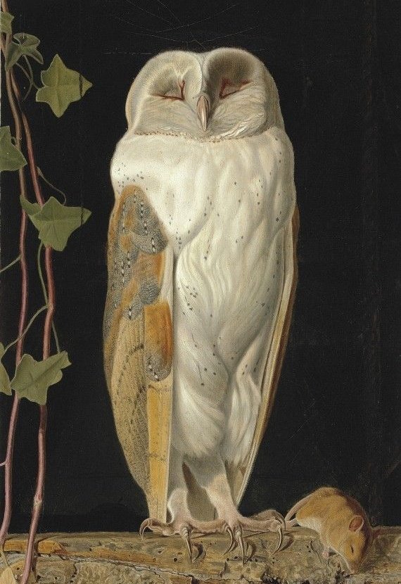aelith4ever's tweet image. "The White Owl" by William James Webbe