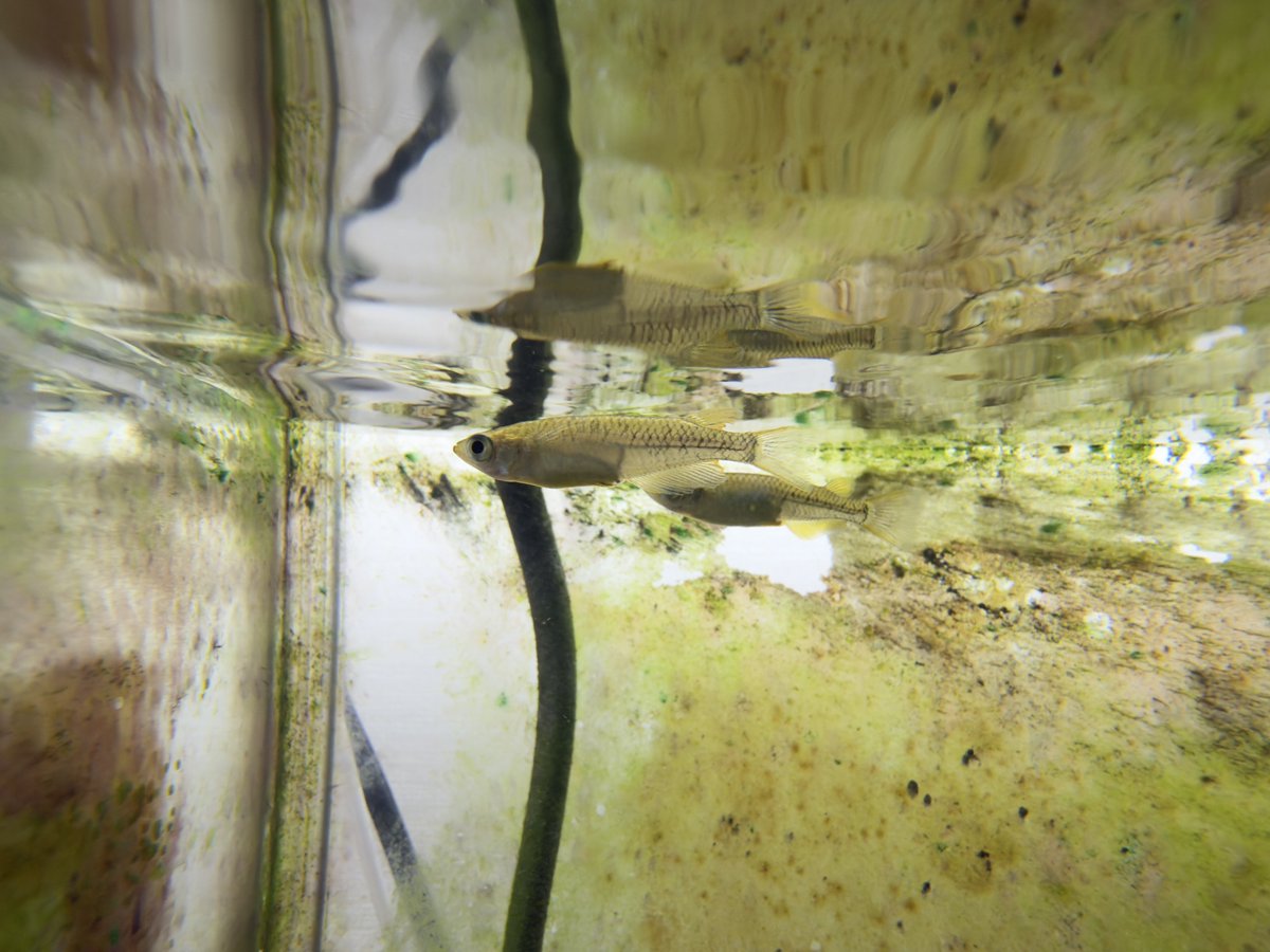 お魚カッコいいし、スマホでここまで綺麗に撮れるの凄い。

キタノメダカ