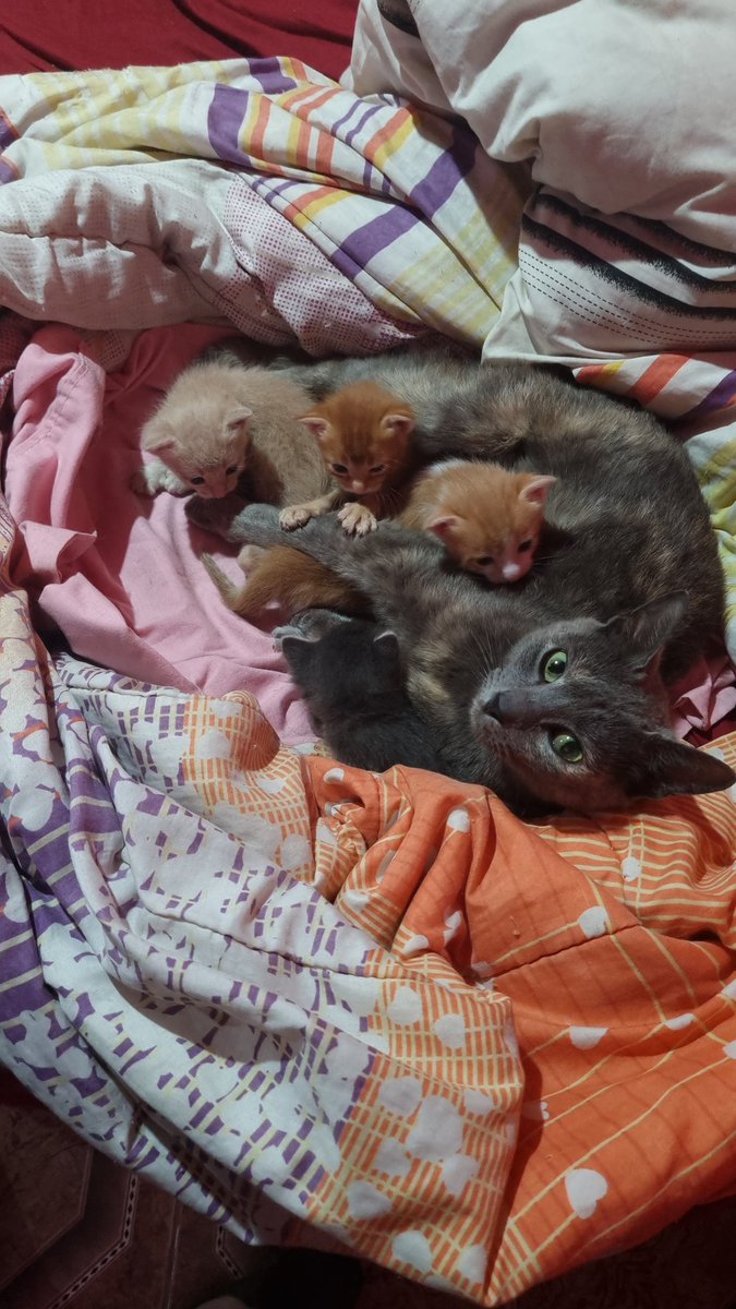 CamiGalleta1's tweet photo. @inconssiente ¡Qué linda coincidencia! Yo también adopté una gatita que vino embarazada, y encima le puse Sofía.
Posdata: me quedé con todos los gatitos https://t.co/7ItUVidNnl