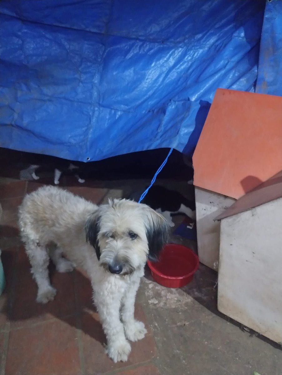 Estoy buscando hogar para esta hermosa perrita!! Está sanita, tiene un año ,está castrada y con vacunas al dia. 0985844610 para interesados en adoptar. ( Solo publico el pedido de ayuda )